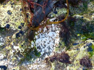 Small holes made by marine worms in chalk bedrock at South Beach in Studland Bay