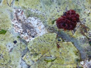 Small holes made by marine worms in chalk bedrock at South Beach in Studland Bay