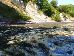 View of the flat chalk surface on the shore at South Beach in Studland Bay with colonies of burrow dwelling marine worms