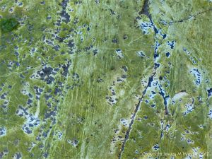 Small holes made by marine worms in algae-covered chalk bedrock at South Beach in Studland Bay