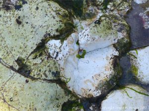 Small holes and burrows made by marine worms in chalk bedrock at South Beach in Studland Bay