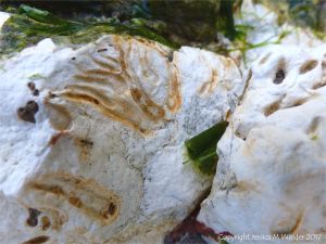 Cross-section of marine worm burrows in chalk