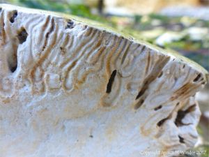 Cross-section of marine worm burrows in chalk