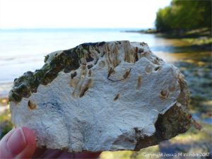 Cross-section of marine worm burrows in chalk