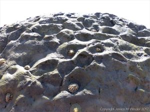 Limpets on a calcareous mudstone boulder at Seatown in Dorset.