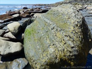 Boulder of calcareous mudstone low on the beach at Seaton, Dorset, England, on which limpets and bristle worms live and erode the rock.