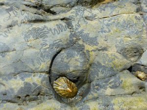 Limpet in home base with grazing track marks.
