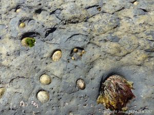 Limpets in their home bases