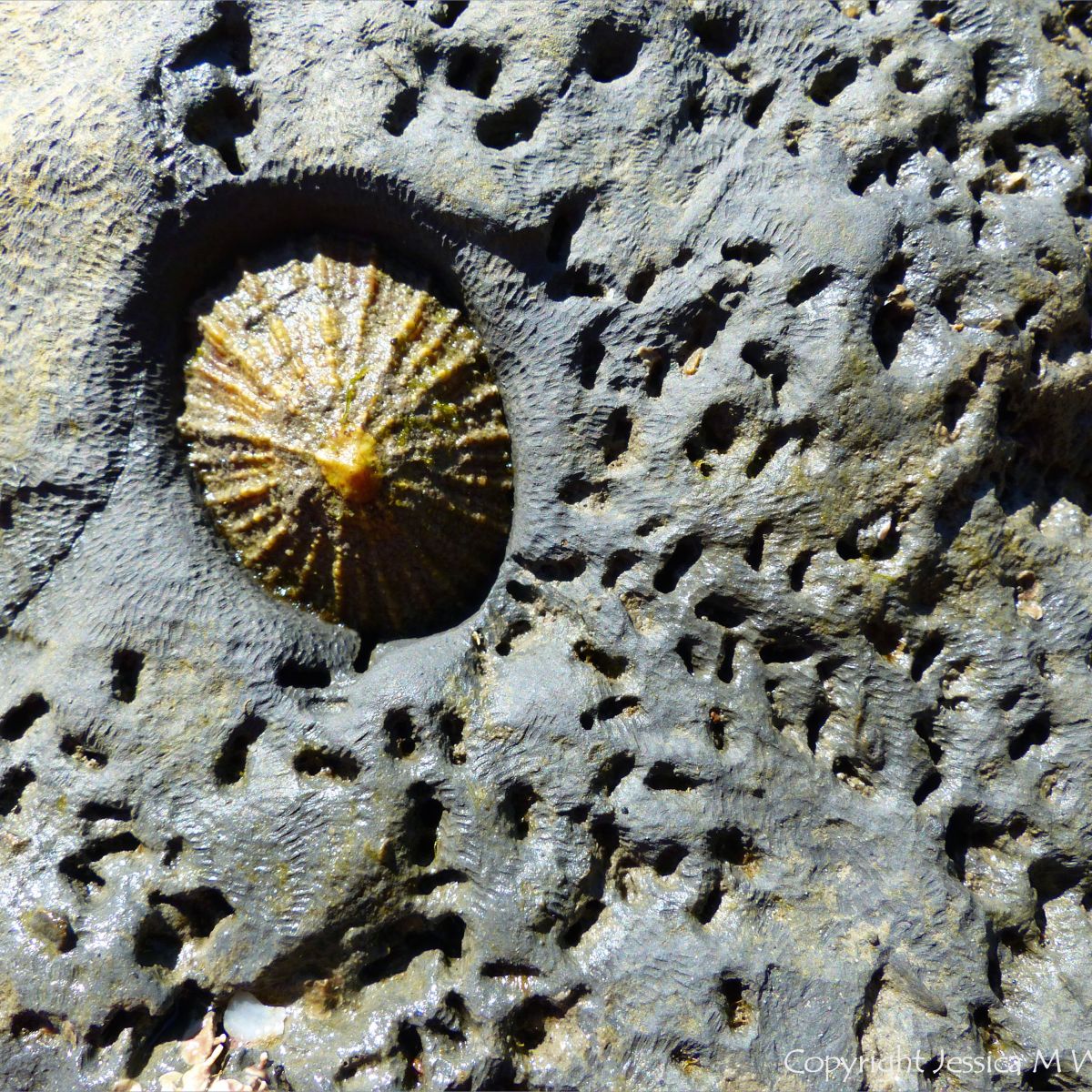 Limpets – Jessica's Nature Blog