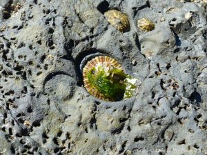 Limpets on calcareous mudstone in home bases, with some empty home bases, and holes made by bristle worms