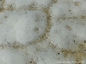 Polygon pattern of bio-erosion by marine bristle worms following the lines of natural fractures in calcareous mudstone