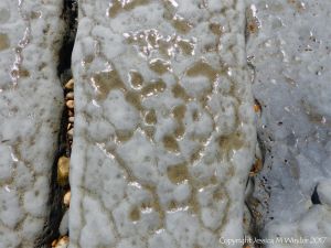 Polygon pattern of bio-erosion by marine bristle worms following the lines of natural fractures in calcareous mudstone