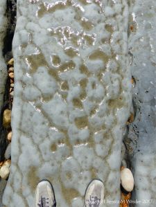Polygon pattern of bio-erosion by marine bristle worms following the lines of natural fractures in calcareous mudstone