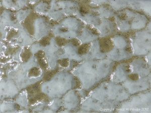 Polygon pattern of bio-erosion by marine bristle worms following the lines of natural fractures in calcareous mudstone