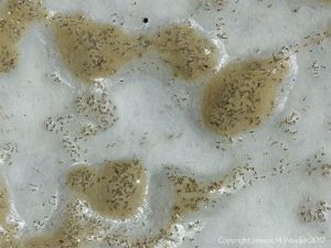 Polygon pattern of bio-erosion by marine bristle worms following the lines of natural fractures in calcareous mudstone