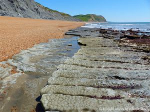 Coastal mudstone eroding into long fingers separated by narrow sinuous channels