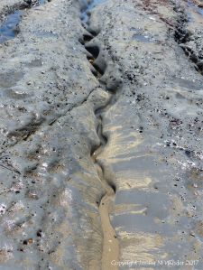 Sinuous channels being eroded in intertidal rock layers