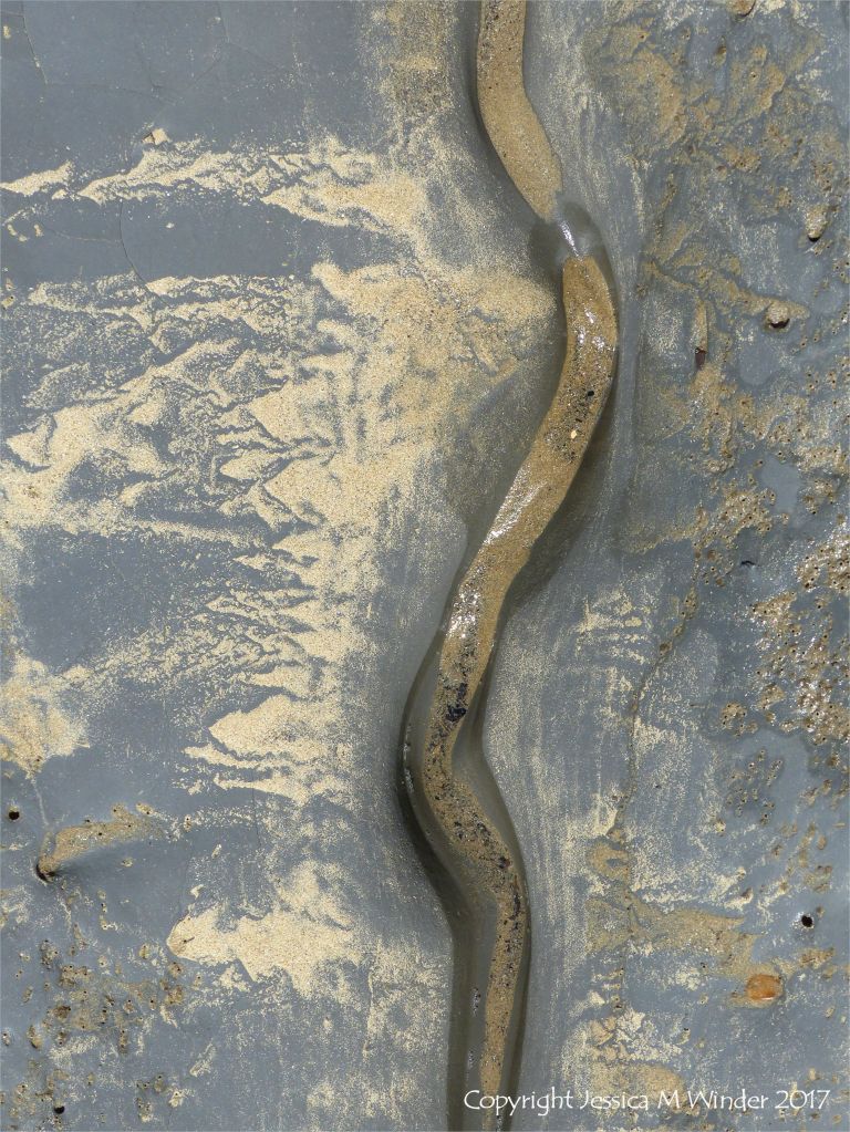 Sinous channel being eroded in intertidal rock layers