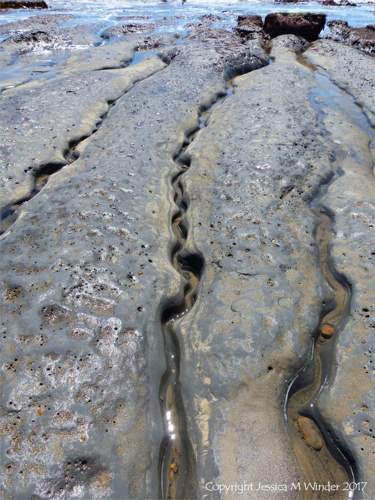 Sinuous channels being eroded in intertidal rock layers