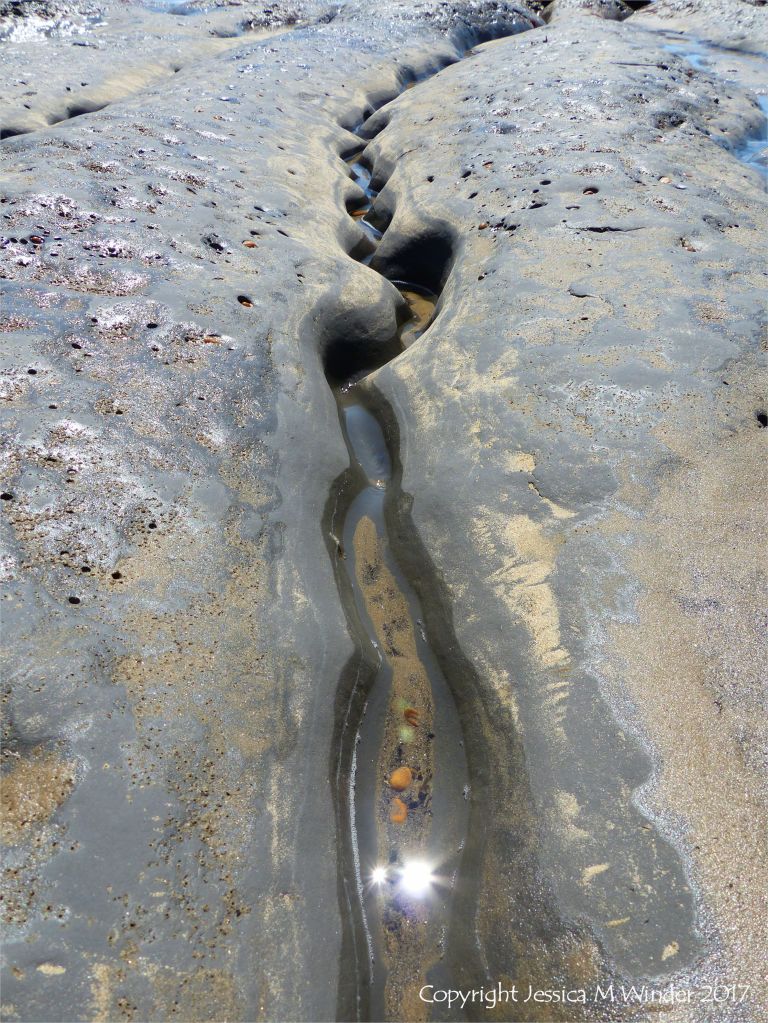 Sinous channel being eroded in intertidal rock layers