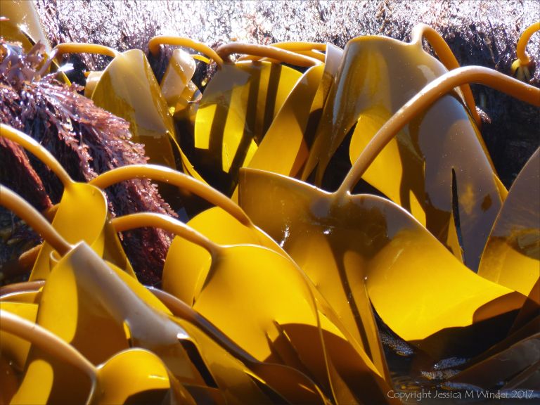 Oarweed or Tangle kelp golden and translucent in sunlight