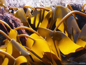 Oarweed or Tangle kelp golden and translucent in sunlight