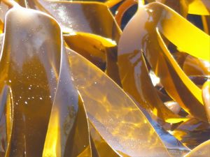 Oarweed or Tangle kelp golden and translucent in sunlight