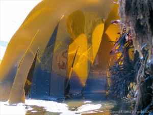 Oarweed or Tangle kelp golden and translucent in sunlight