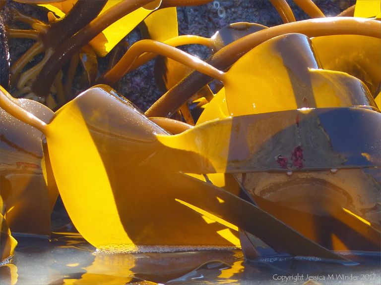 Oarweed or Tangle kelp golden and translucent in sunlight