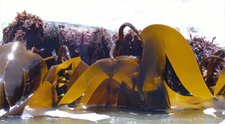 Oarweed or Tangle kelp golden and translucent in sunlight