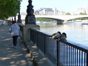 A couple of ducks snoozing on railings