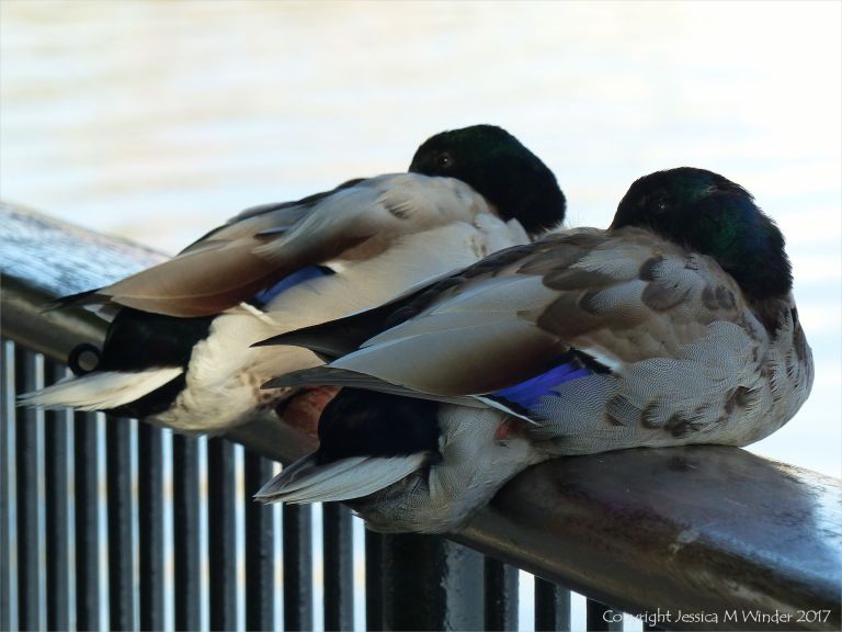 A couple of ducks snoozing on railings
