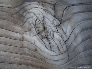 A natural wood knot in cut timber