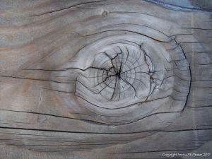 A natural wood knot in cut timber