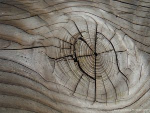 A natural wood knot in cut timber