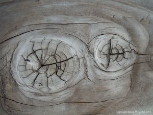 Natural wood knots in cut timber