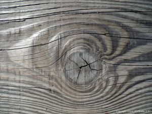A natural wood knot in cut timber