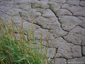 Silty mud with dessication cracks and vegetation higher on the tidal river bank