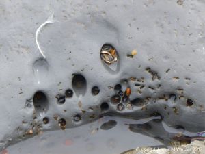 Holes in rock made by piddocks