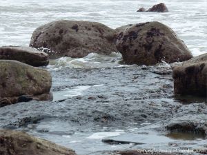 Holes in rock made by piddocks