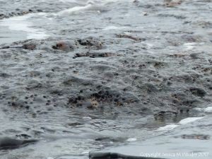 Holes in rock made by piddocks