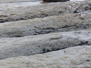 Holes in rock made by piddocks