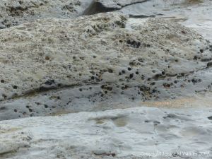 Holes in rock made by piddocks