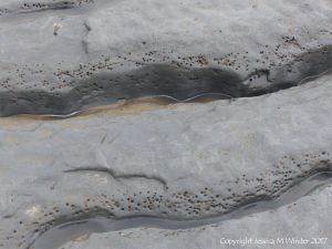 Holes in rock made by piddocks