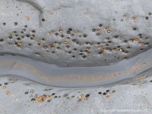 Holes in rock made by piddocks