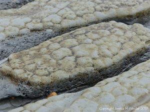 Holes in rock made by piddocks