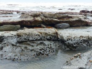 Holes in rock made by piddocks