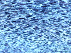 Water surface texture with ripples