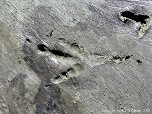 Large bird footprint with skin impression in soft mud on the beach