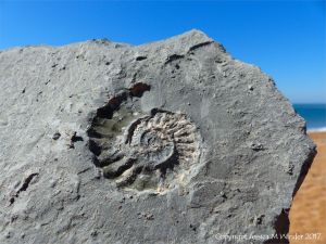 Ammonite fossil on Seatown Beach